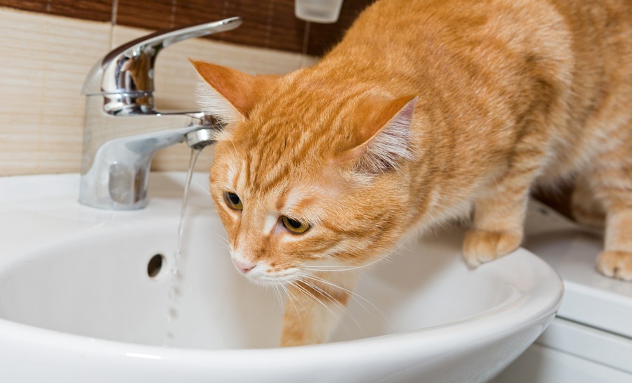猫の水遊びを止めさせる2つの対策