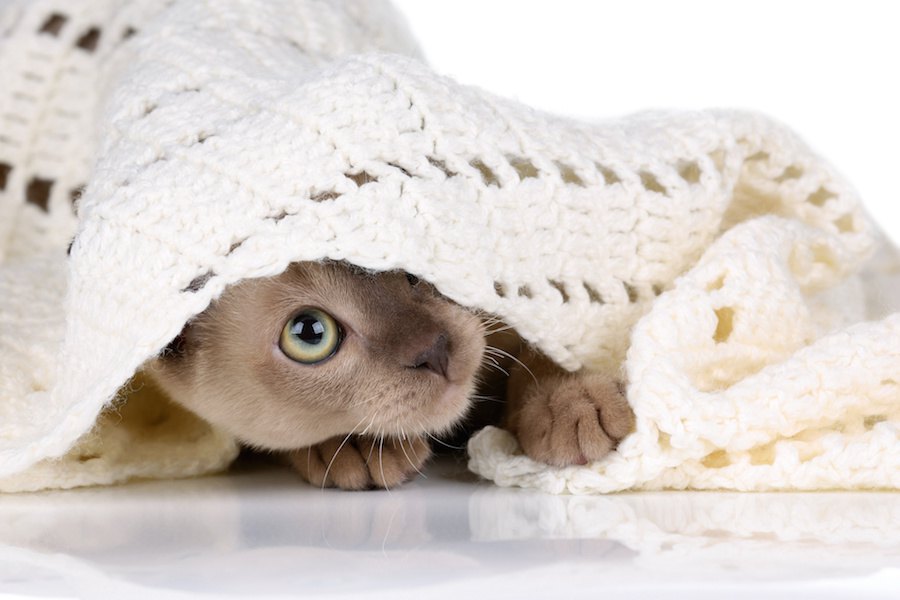 嫌いな猫も？毛布やタオルのふわふわを避ける７つの原因