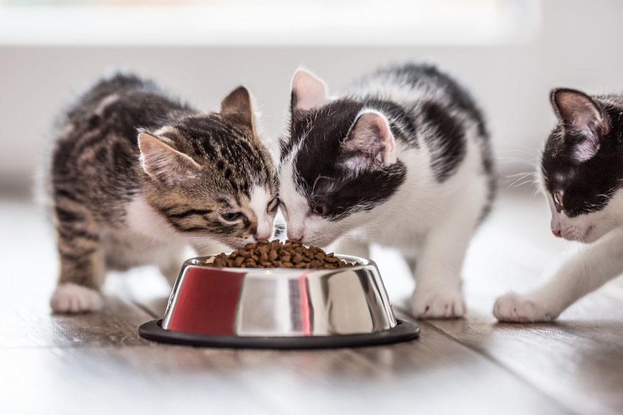 猫のうんちが臭い原因とにおいを軽減させる3つの方法