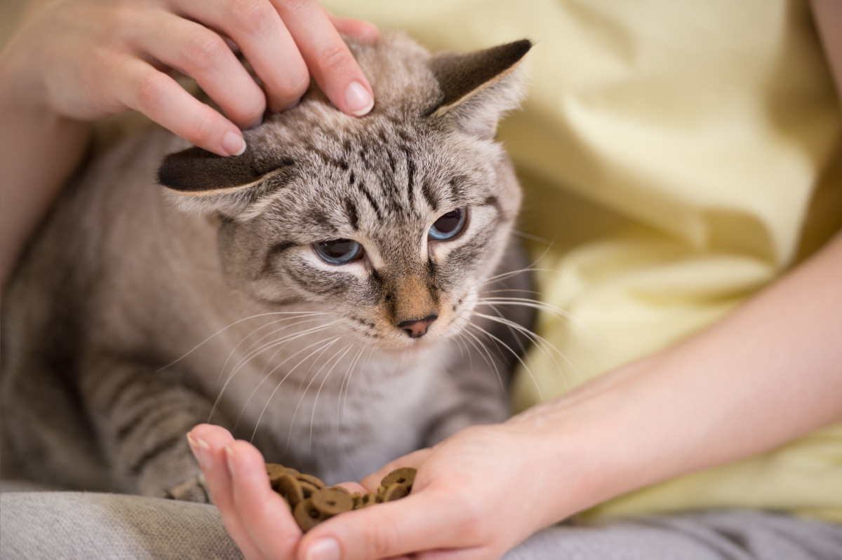 猫の腫瘍治療について  猫が高齢になったら特に注意！