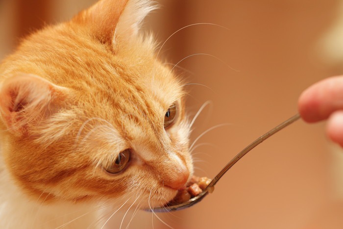 老猫がごはんを食べない原因…与え方の工夫をしよう！