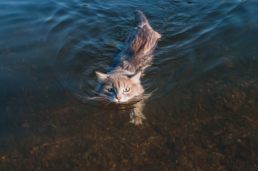 海を泳ぐ猫達9選！泳げるようになった理由