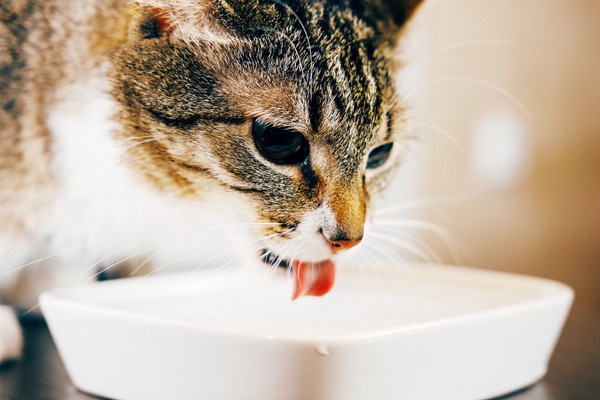猫に水分補給をさせる効果的な6つの方法
