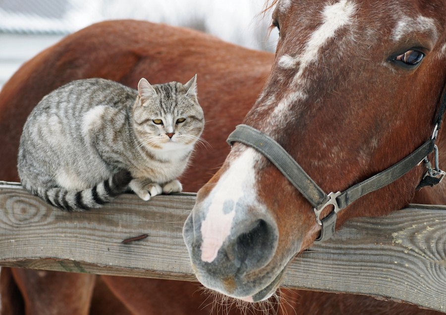 馬と猫の仲良し画像、動画3連発