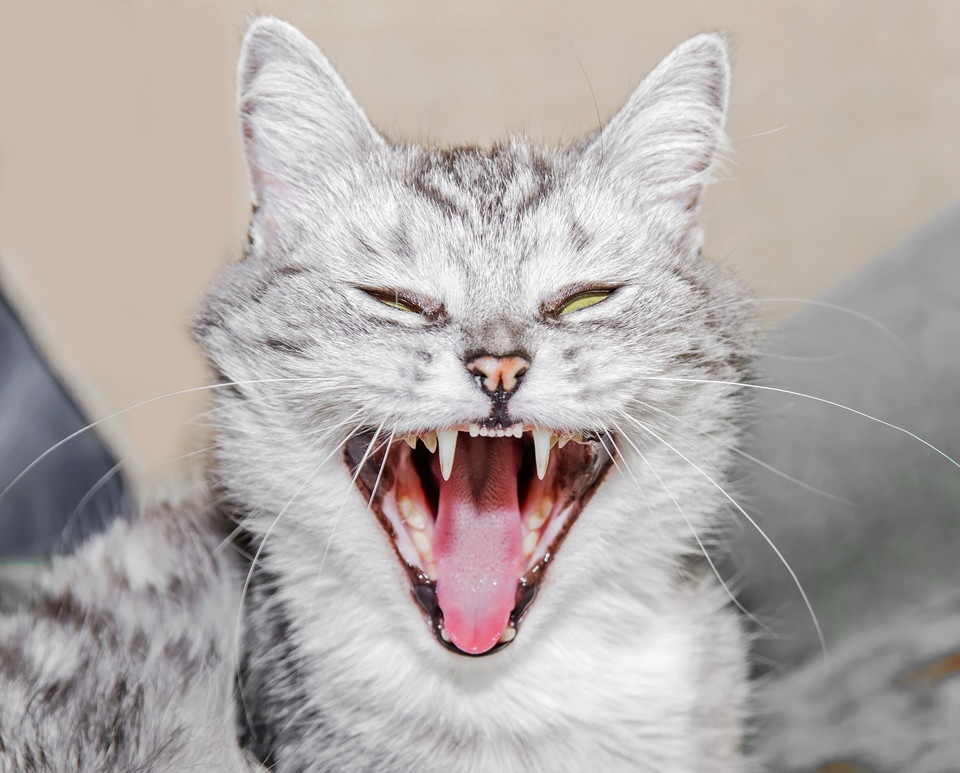 猫が「シャー」と鳴く理由と2つの意味
