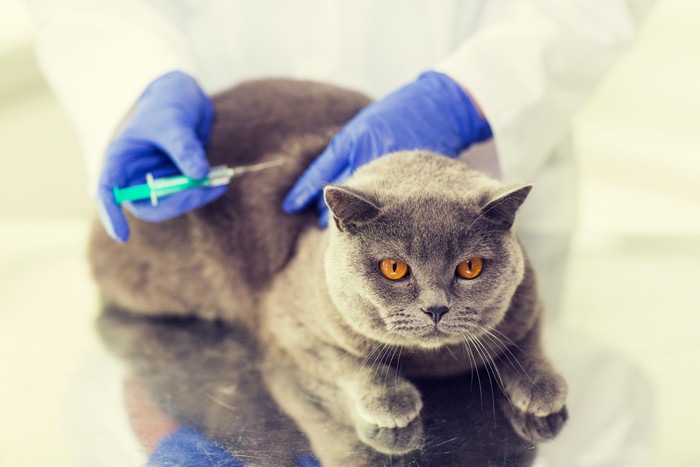 猫の肝臓病とは 症状と予防の方法
