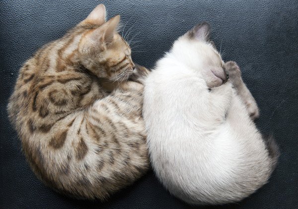 猫が丸くなって寝るのはなぜ？5つの理由