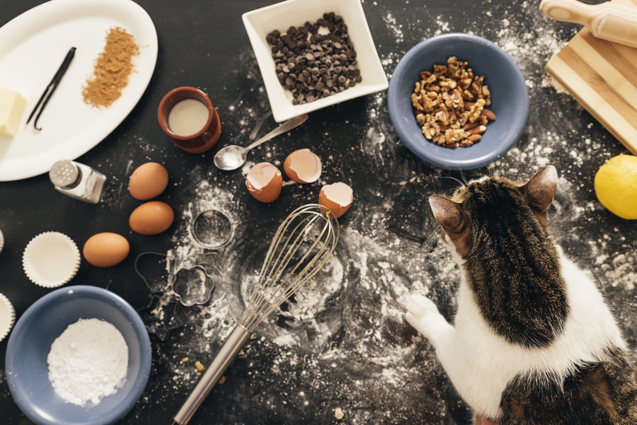 猫はうどんを食べても大丈夫？与える量と注意点を解説