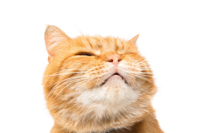 猫に顎ニキビができる原因と治療法