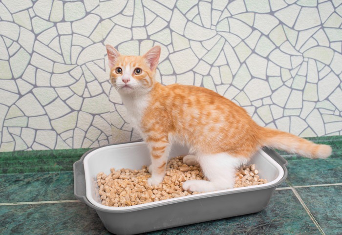 猫がトイレの猫砂を食べてしまう！その理由と対処法