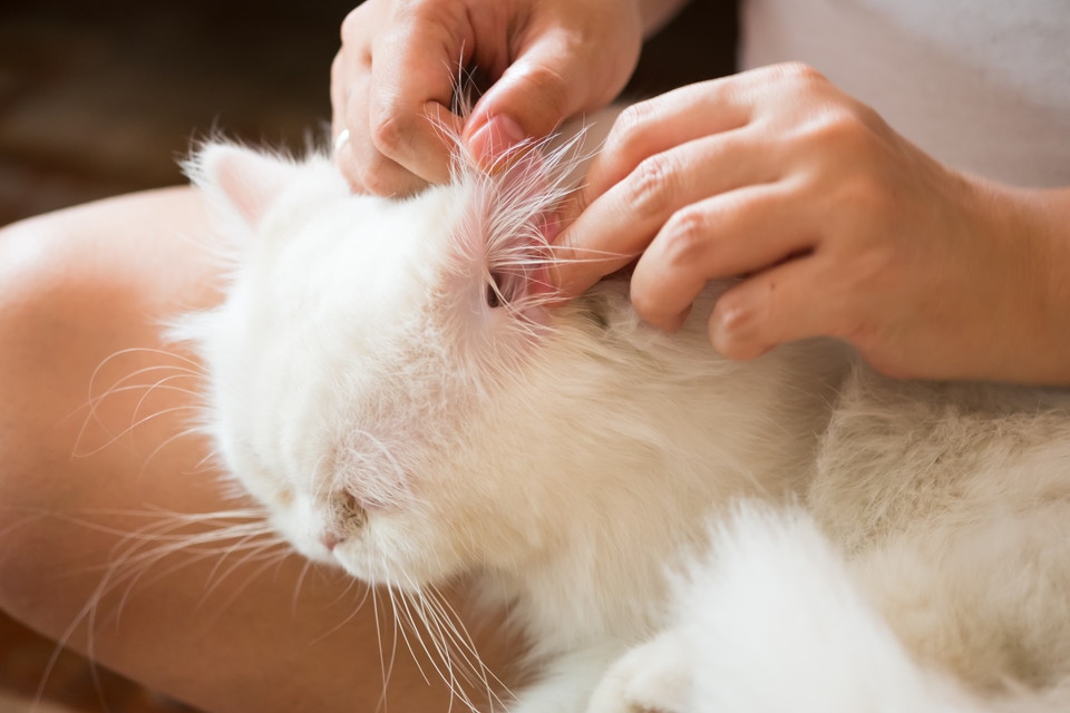 猫の耳掃除について その方法と注意点