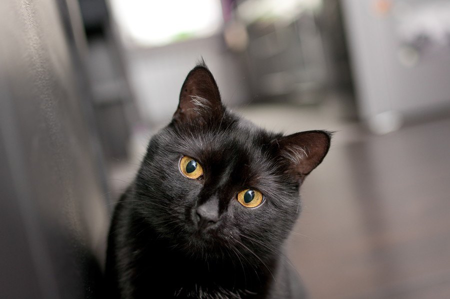 全英『黒猫の日』改めて知っておきたい黒猫の魅力４つ