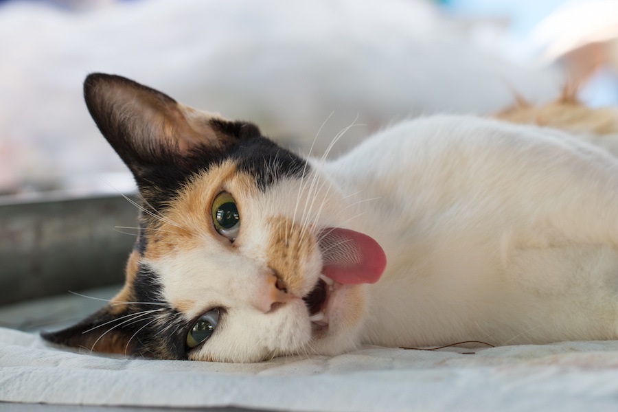 猫が舌を出す５つの理由！注意したい病気・症状について解説