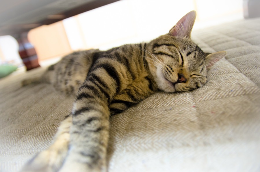猫がピクピクする理由６つ 起きてる時、寝てる時の違い