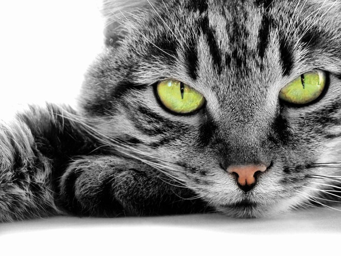 猫の目の色の豊富な種類とその特徴