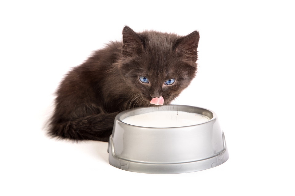 子猫にミルクを飲ませる方法！ただし牛乳で代用はする際は注意が必要