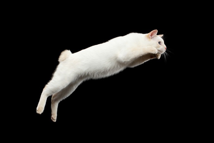 ジャンプする猫5連発！どれぐらい飛べる？どんな時に飛ぶ？