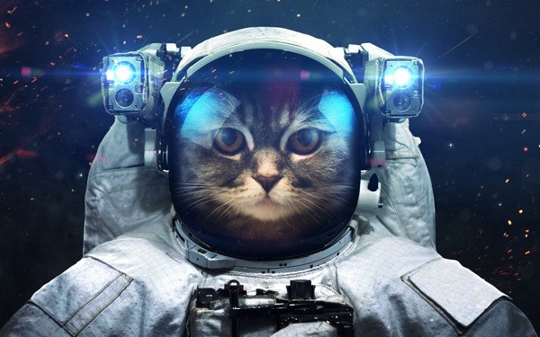 まるで宇宙船！猫のリュックがかわいい