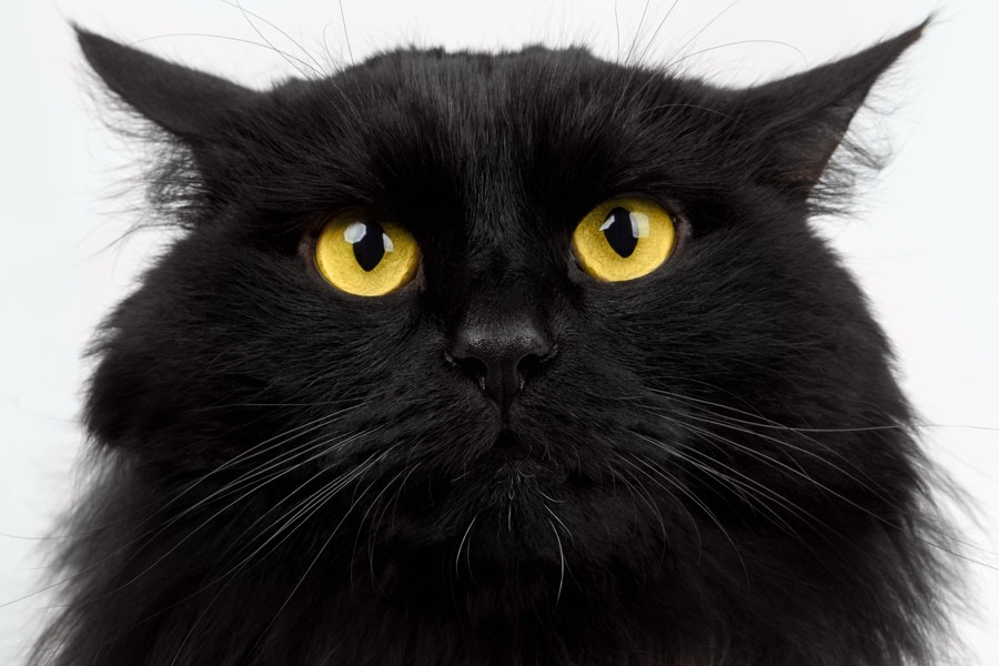 黒猫の品種14選それぞれの性格や特徴、飼い方について