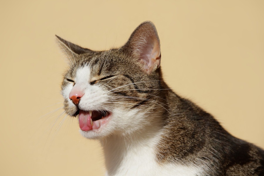 猫がご飯を食べずヨダレが多いと思ったら…疑う病気や対処法