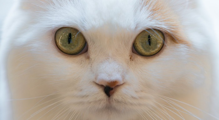 猫の目やにの取り方とその際の注意点