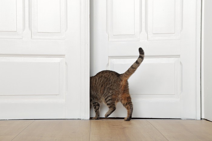 猫が隙間を好む3つの理由と通れる大きさ、侵入を阻止する方法