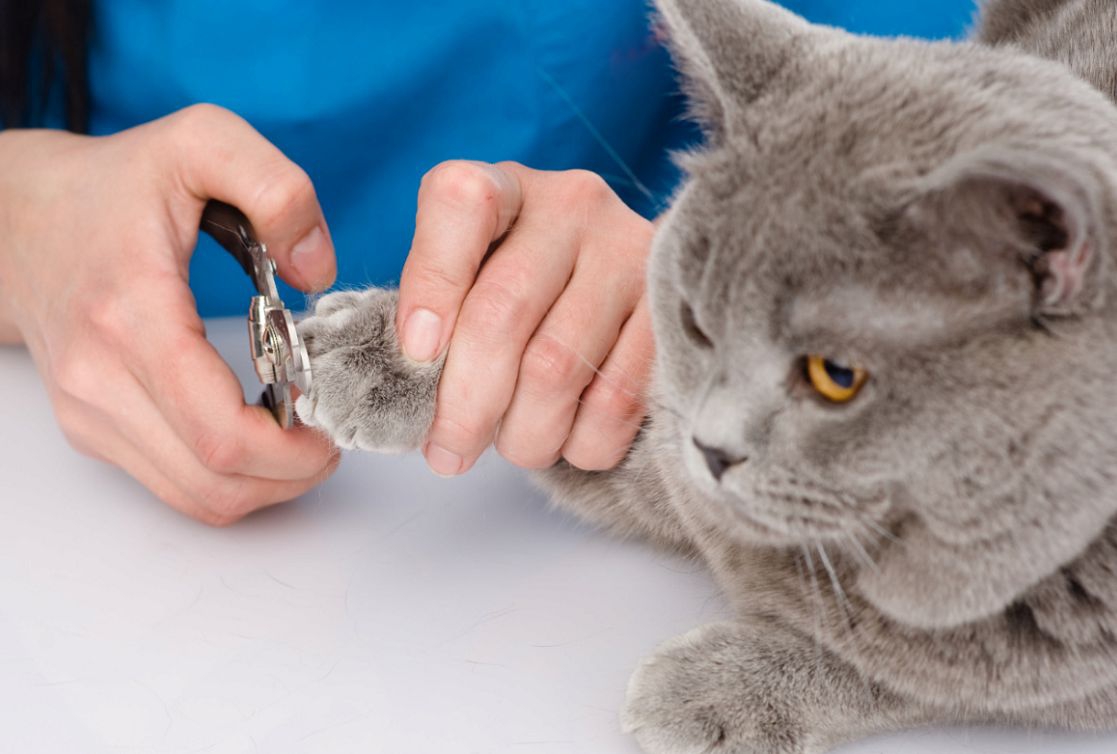 猫が爪とぎをする理由について　対策と防止グッズ