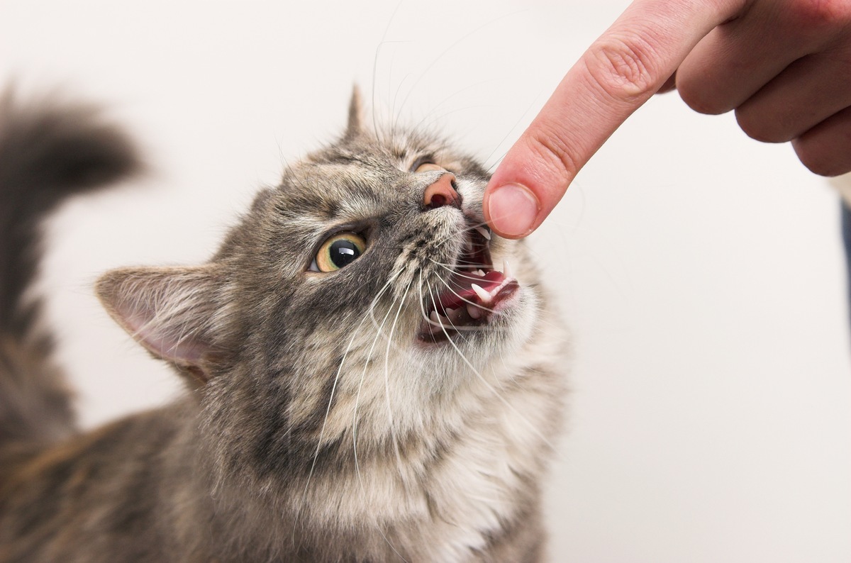 猫の喧嘩の原因やその対処法について