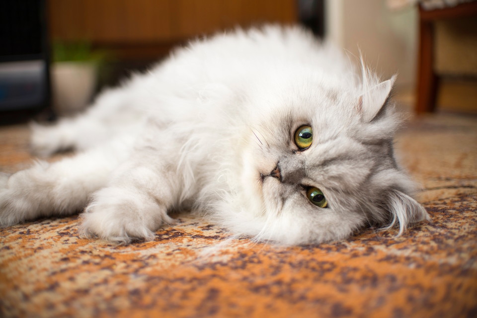 ペルシャ猫がかかりやすい病気とその注意点