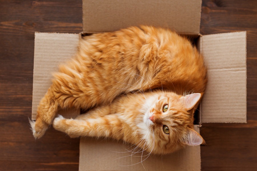 猫が箱を好む理由とキャットハウスの作り方