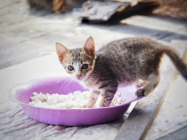 猫がご飯を残す理由と適切な対処法