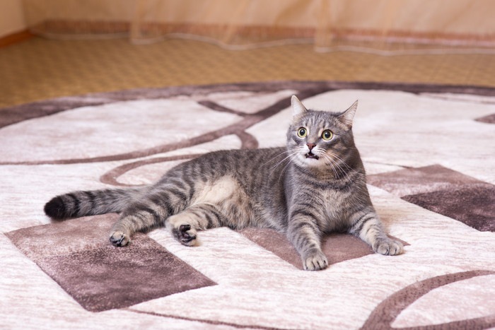 猫を飼っている家庭にオススメのカーペット