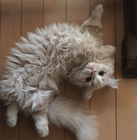 タレント猫ベルちゃんが『にゃングルベル』でメジャーデビュー！