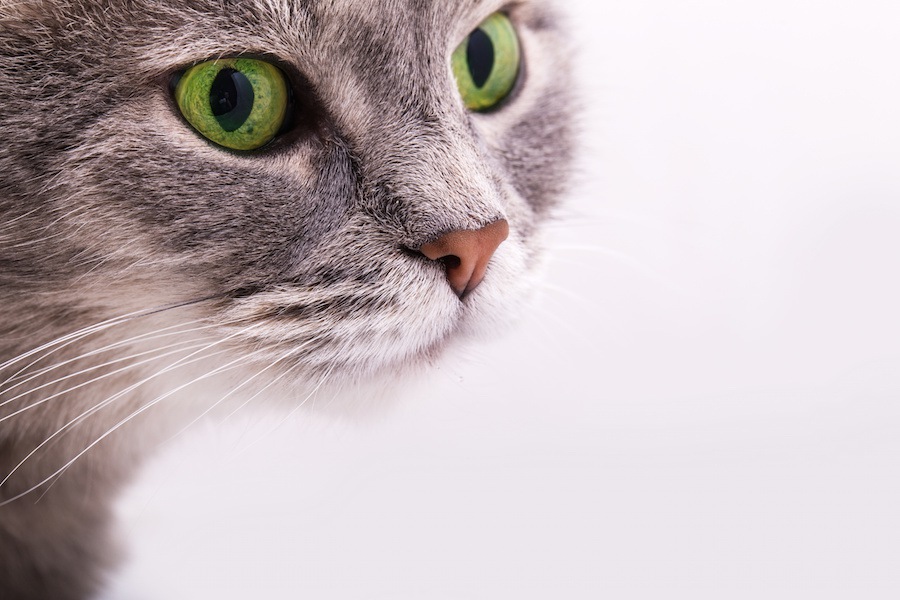 「猫に九生あり？」9つの命を持つと言われる5つの理由