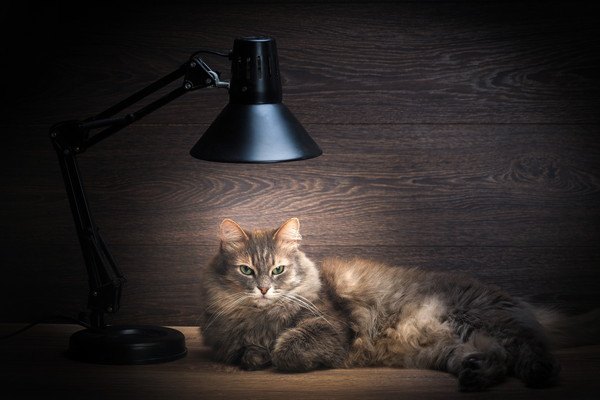 猫は夜でも電気を消して大丈夫！