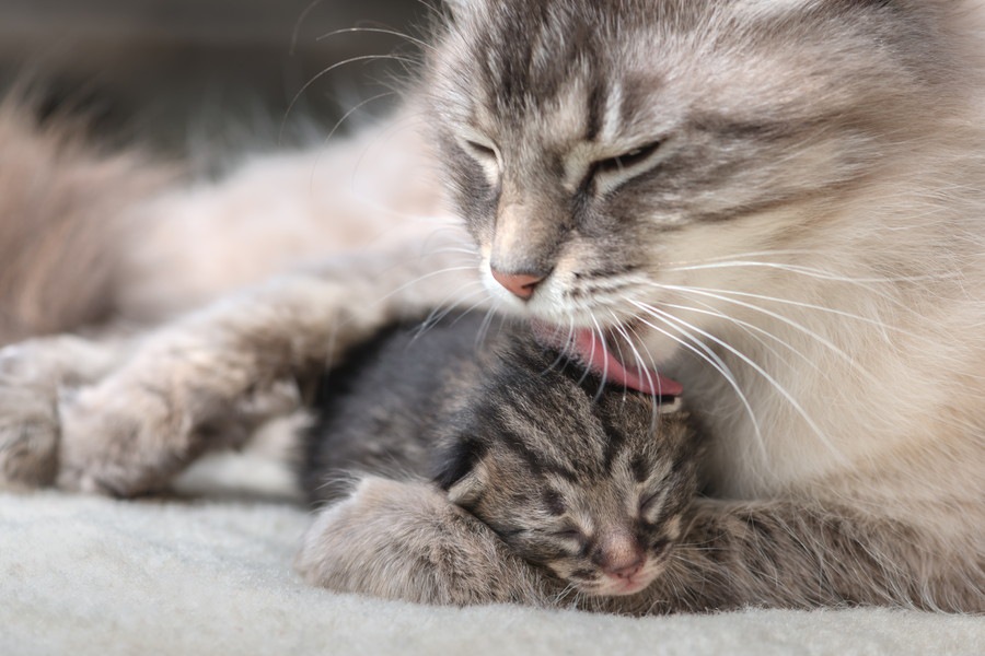 子猫を育てる母猫との付き合い方