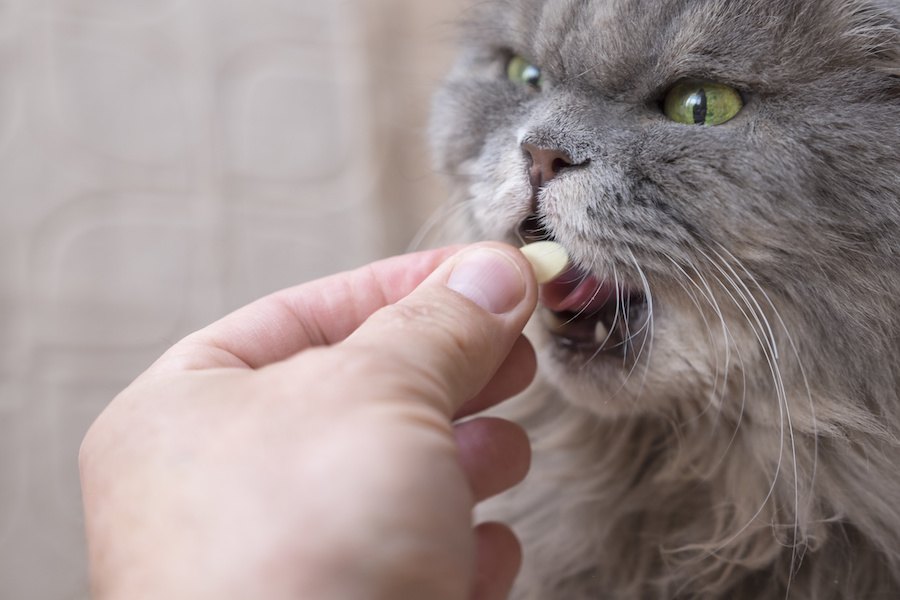 猫の抗がん剤治療について。副作用や費用、延命の長さまで