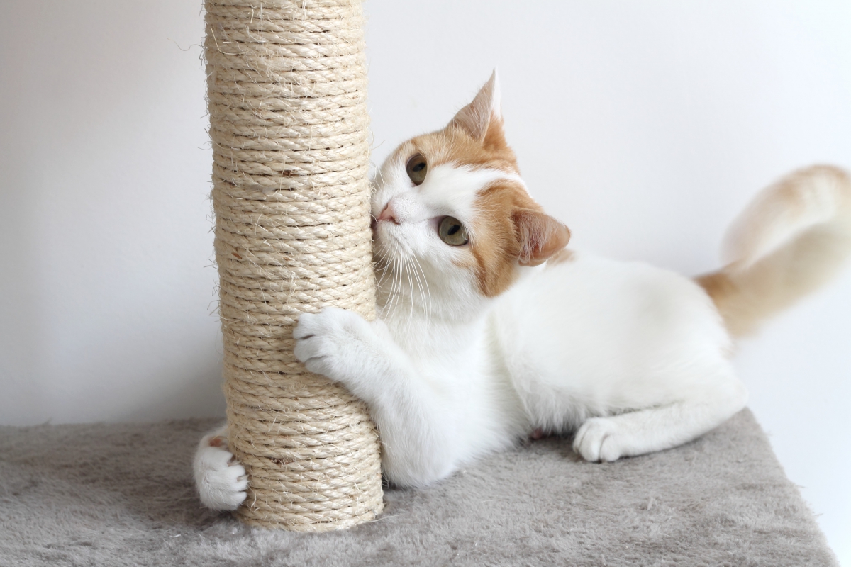 猫が壁で爪とぎするのを防ぐ対策としつけ法