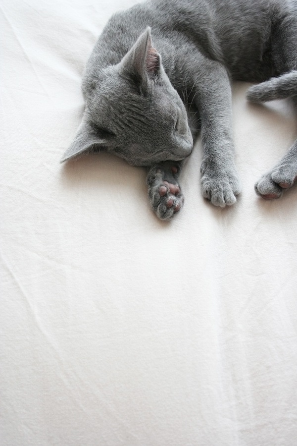 猫が粗相（おしっこ）をした布団の洗い方