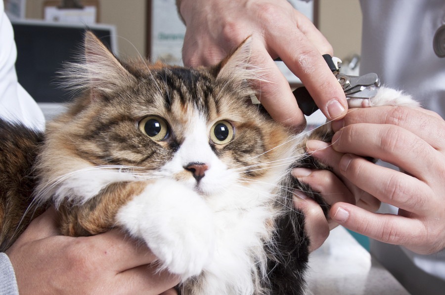 猫が乳がんになった時の症状や治療の方法、末期の余命