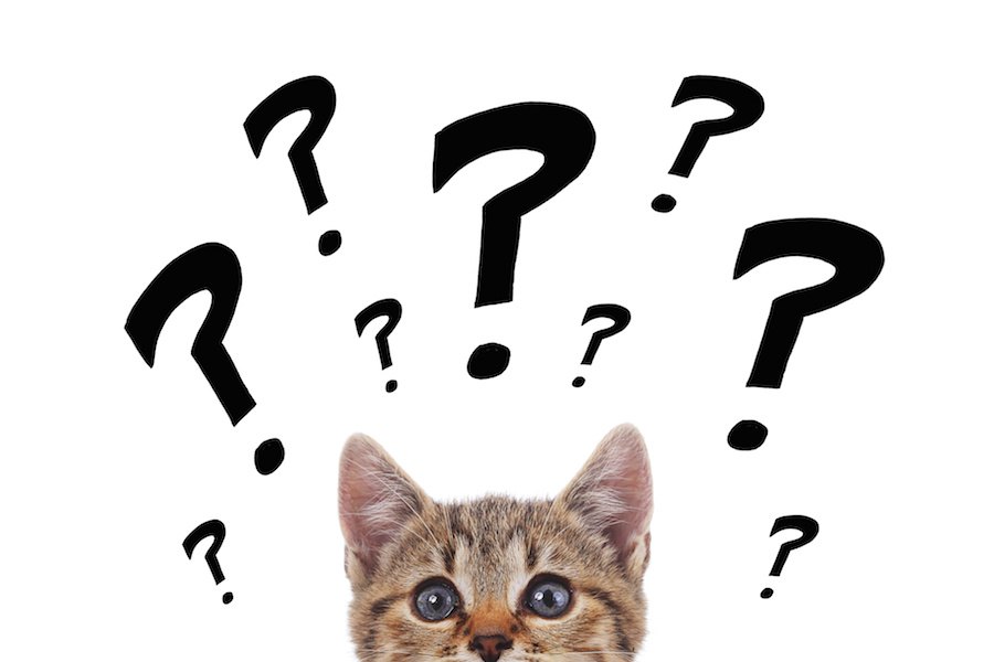 猫がする謎な行動６選！その心理とは？