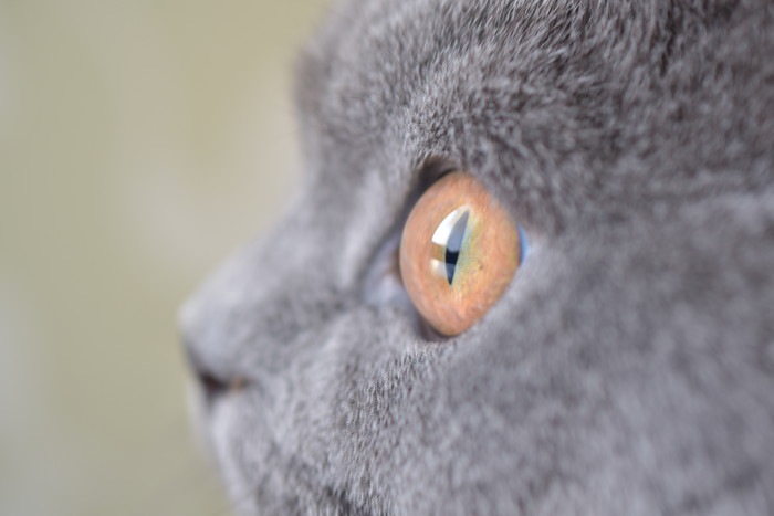 キトンブルーとは？子猫の目の色が青い理由を解説