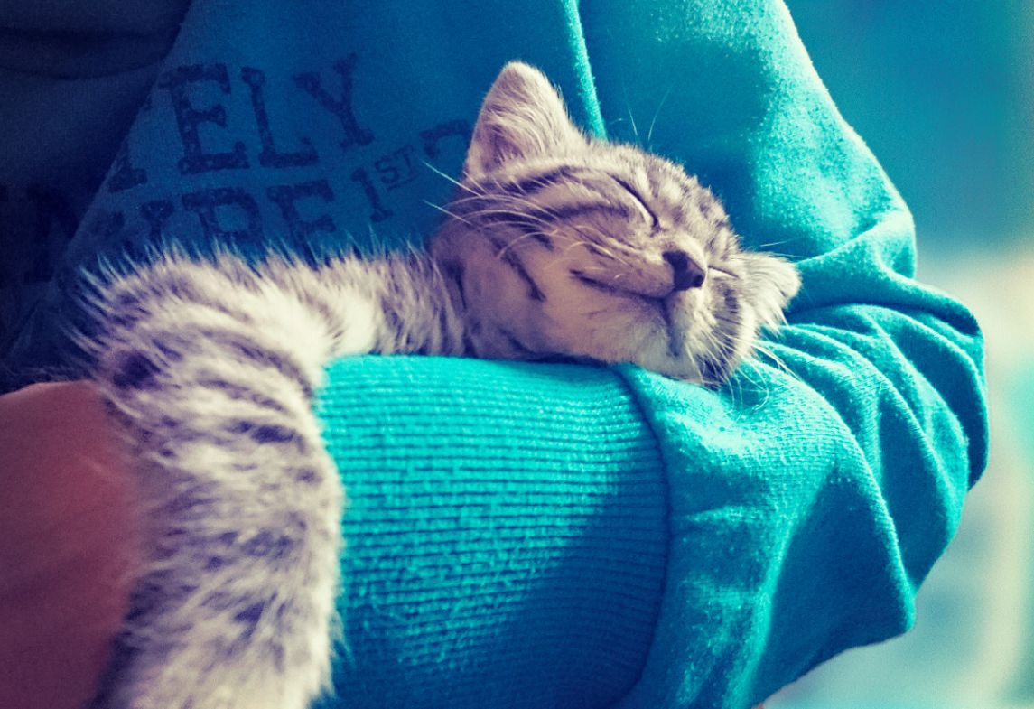 腕枕で猫が一緒に寝たがる４つの理由