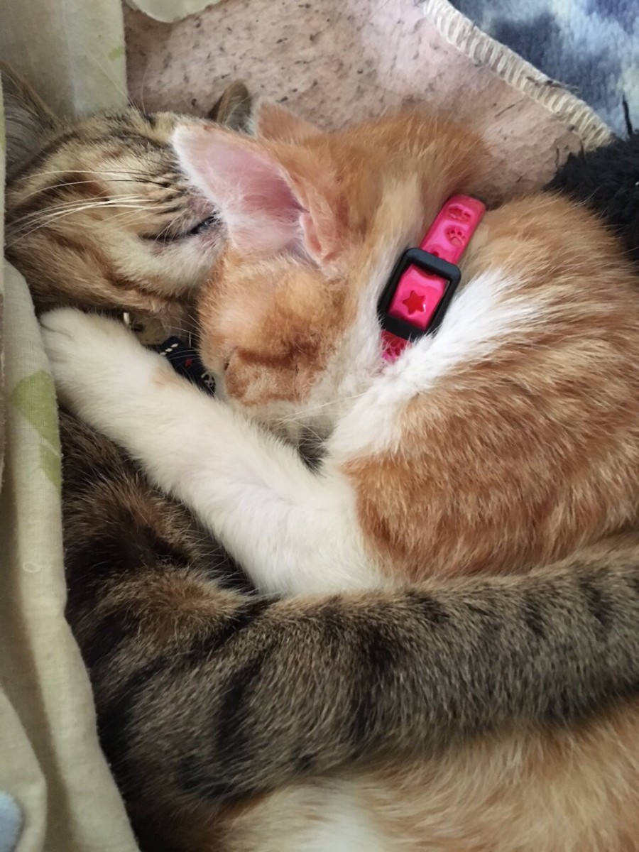 猫が他の猫や飼い主を抱きしめて眠るのはどうして？