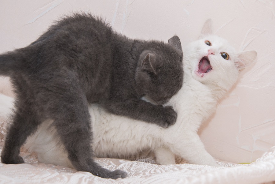 猫が他の猫の首を噛む理由と止めさせる方法