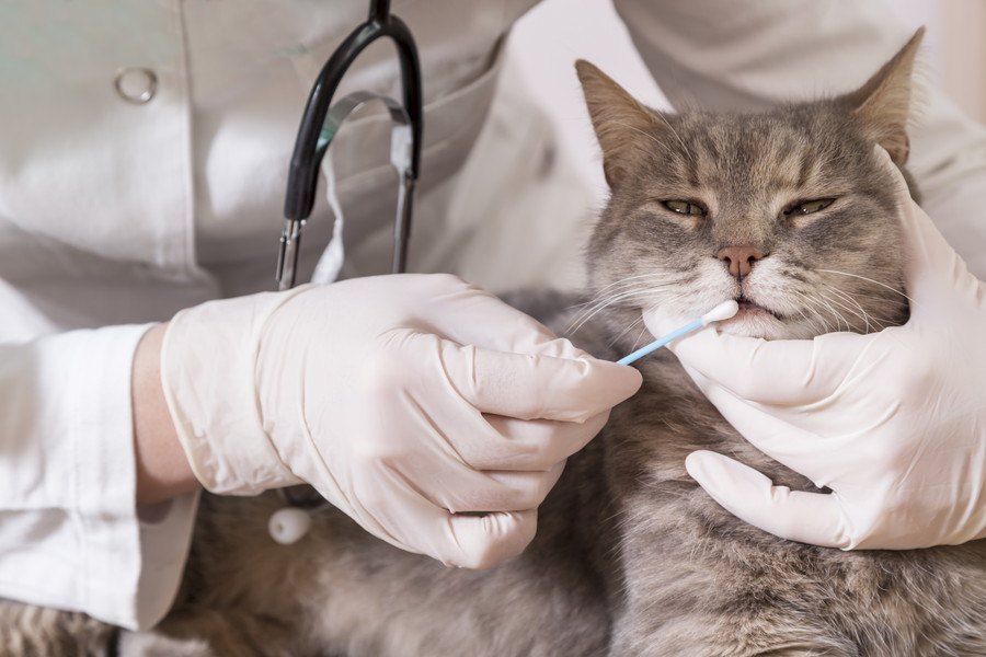 猫の『抗体価検査』とは？ワクチンの接種頻度について考えよう