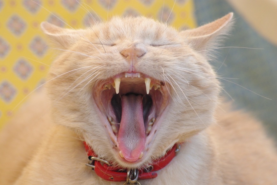 「猫は虫歯にならないの？デンタルケアの必要性」