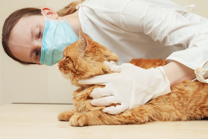 猫の尿路結石とは？症状と治療法から予防法まで