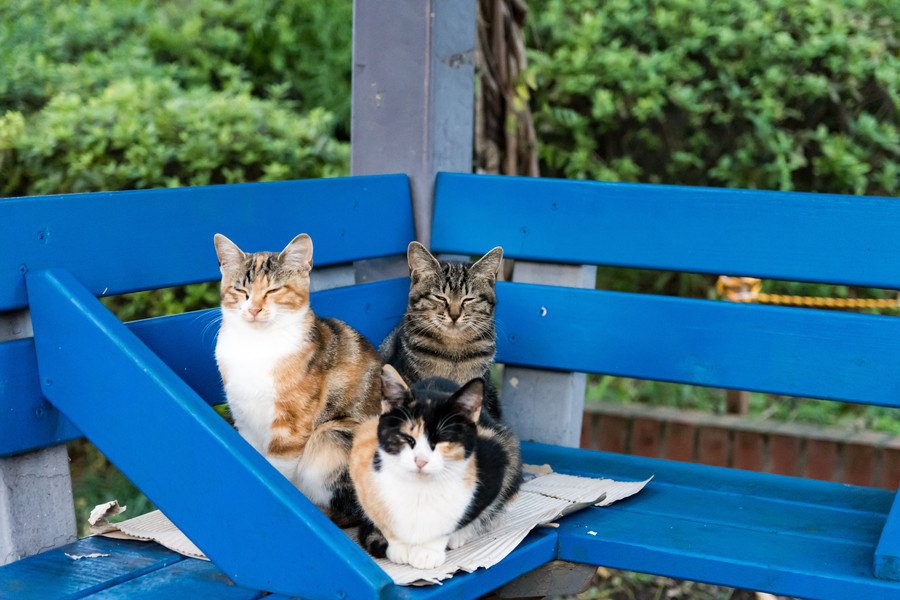 猫が集まる「集会」何をしているの？５つの理由