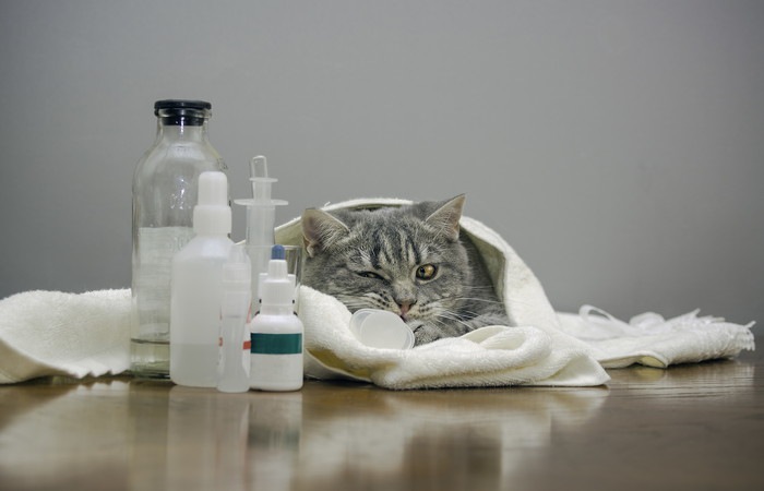 猫が吐血した時に考えられる病気と原因